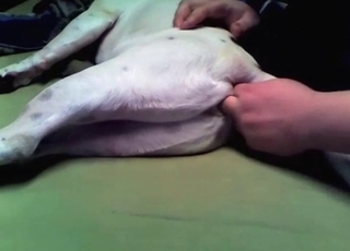 Anal stimulation for a doggy