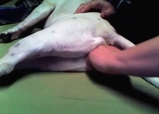 Anal stimulation for a doggy