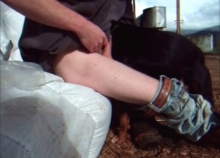 Doggy is sucking a hard dong