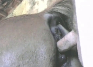 Zoophiles creampies a stallion