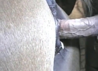 Zoophiles creampies a stallion