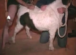 Man fucks his animal from behind