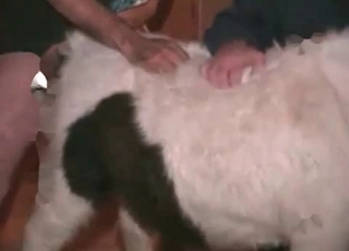 Man fucks his animal from behind