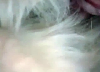 Stray enjoying a blowjob