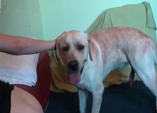 Black dog is having a hot sex