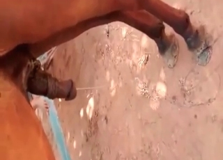 Horse fucking another pony