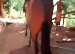 Horse fucking another pony