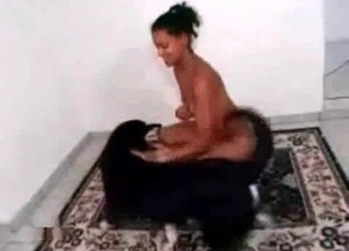 Small dog plays with a girl