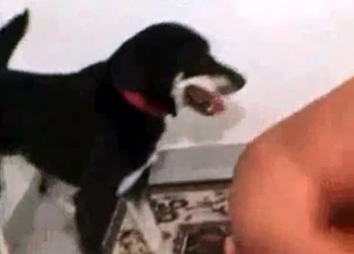 Small dog plays with a girl