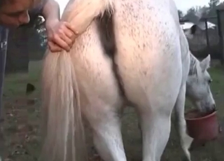 Crazy white stallion loves sex