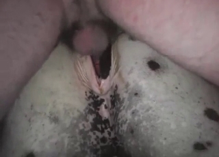 White stallion enjoys anal sex