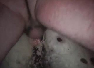 White stallion enjoys anal sex
