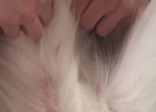 Cock riding action with a dog