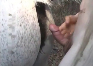 White stallion gets screwed hot
