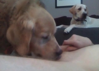 Dog is licking a small dick