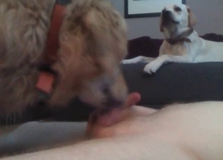 Dog is licking a small dick