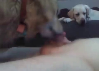 Dog is licking a small dick
