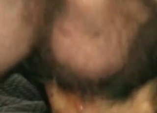Black dog licks a hard wiener