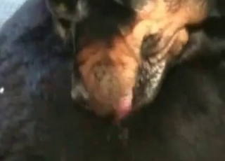 Black dog licks a hard wiener