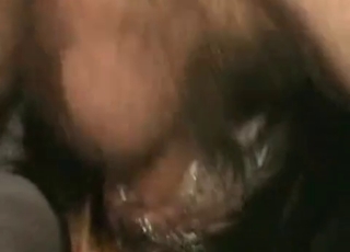 Black dog licks a hard wiener