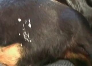 Black dog licks a hard wiener