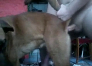 Pooch receives blowjob