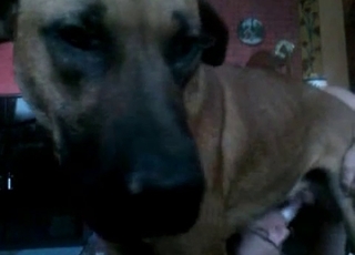 Pooch receives blowjob