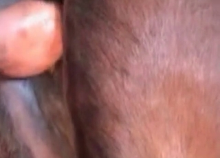 Rimjob for a sexy brown horse