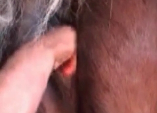 Rimjob for a sexy brown horse