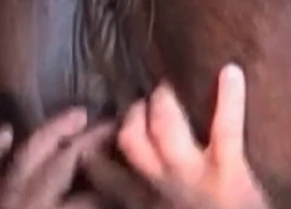 Rimjob for a sexy brown horse