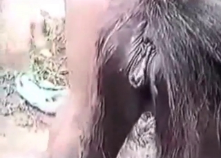 Man zoophile plays with a dog