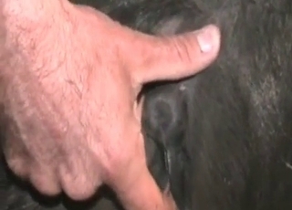 Anus fingered by a zoophile