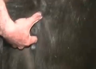Anus fingered by a zoophile