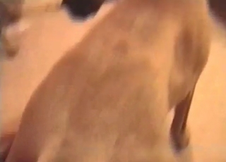 Hound and a filthy owner