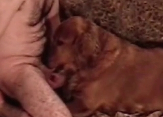 Tyke sucking dudes dick
