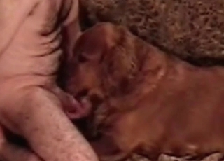 Tyke sucking dudes dick