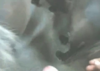 Two horses are getting fucked