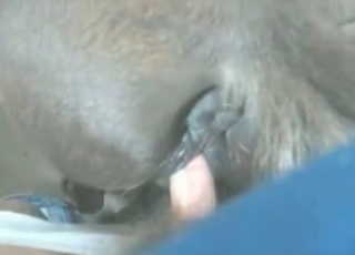 Two horses are getting fucked