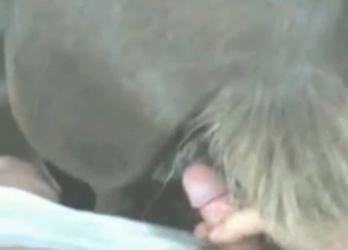 Two horses are getting fucked