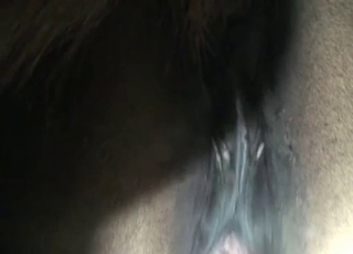 Bestial farm sex in the night