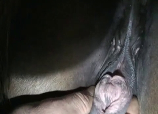 Bestial farm sex in the night