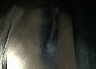 Bestial farm sex in the night