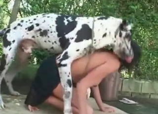 Dalmatian is fucking a zoophile