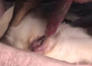 Nasty sex with a hot doggy