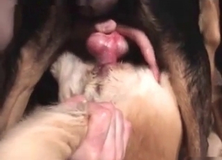 Nasty sex with a hot doggy