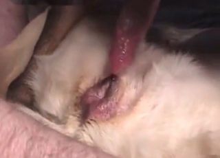 Nasty sex with a hot doggy