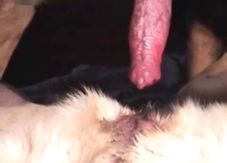 Nasty sex with a hot doggy