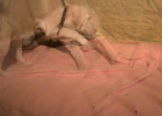 Small dogs are perfect for sex
