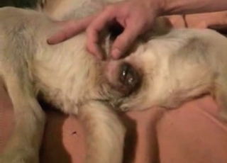 Small dogs are perfect for sex