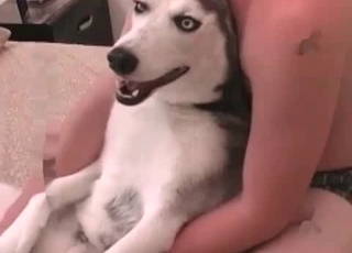 Husky gets into a crazy bestial sex